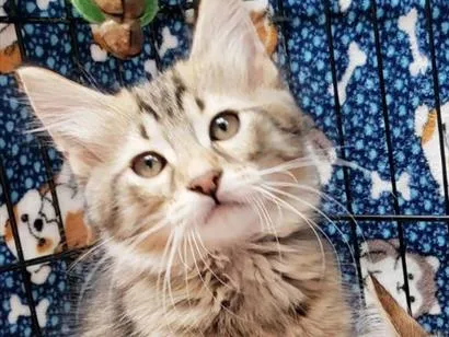 Gato raça SRD-ViraLata idade 2 a 6 meses nome Colorado