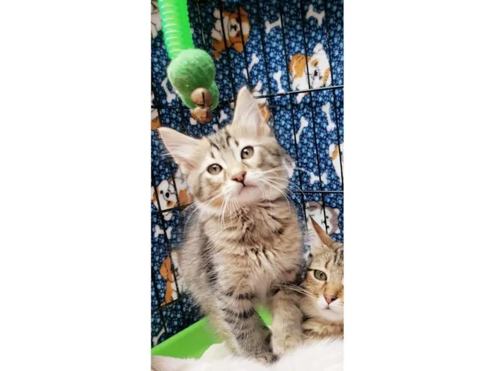 Gato raça SRD-ViraLata idade 2 a 6 meses nome Colorado