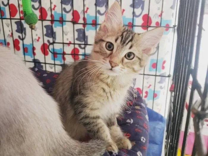 Gato raça SRD-ViraLata idade 2 a 6 meses nome Colorado
