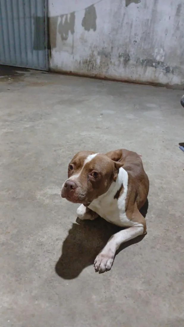 Cachorro raça Pit-Bull idade 6 ou mais anos nome Duck