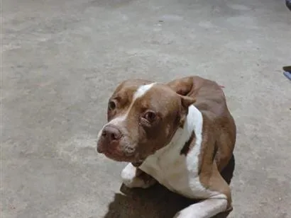 Cachorro raça Pit-Bull idade 6 ou mais anos nome Duck