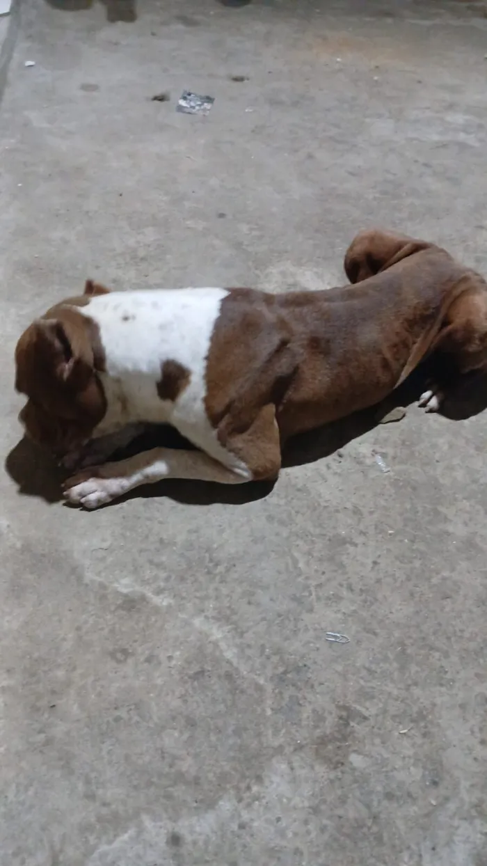 Cachorro raça Pit-Bull idade 6 ou mais anos nome Duck