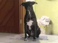 Pandora