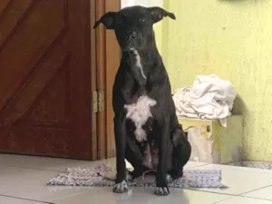 Cachorro raça SRD-ViraLata idade 1 ano nome Pandora