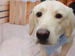 Cachorro raça SRD-ViraLata idade 3 anos nome Max