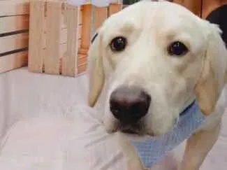 Cachorro raça SRD-ViraLata idade 3 anos nome Max