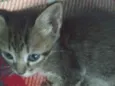 Eu achei uma gatinha adorável e estou desesperadamente precisando da ajuda de todos! Ela é uma fêmea da raça SRD-ViraLata, com pelagem preta e marrom,