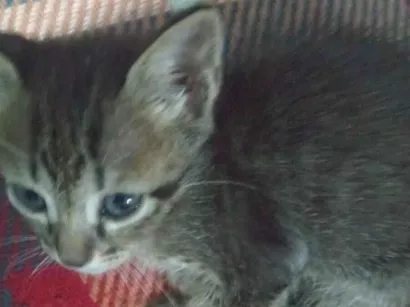 Gato raça SRD-ViraLata idade Abaixo de 2 meses nome Eu achei uma gatinha adorável e estou desesperadamente precisando da ajuda de todos! Ela é uma fêmea da raça SRD-ViraLata, com pelagem preta e marrom,