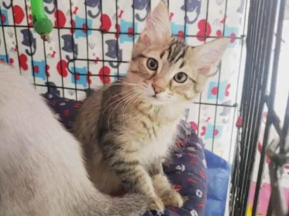 Gato raça SRD-ViraLata idade 2 a 6 meses nome Colorado
