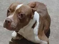Cachorro raça Pit-Bull idade 6 ou mais anos nome Duck