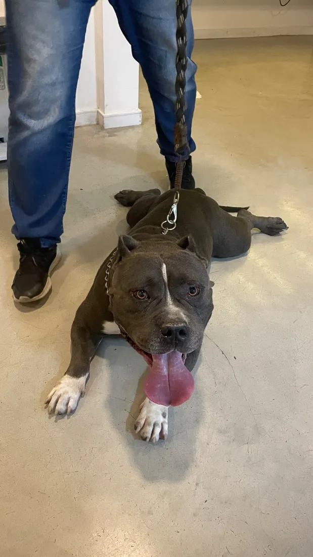 Cachorro raça Pit-Bull idade 6 ou mais anos nome Bradock