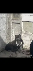 Bradock