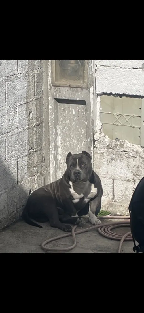 Cachorro raça Pit-Bull idade 6 ou mais anos nome Bradock