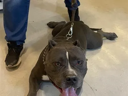 Cachorro raça Pit-Bull idade 6 ou mais anos nome Bradock