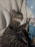 Cecilia (Mimi)