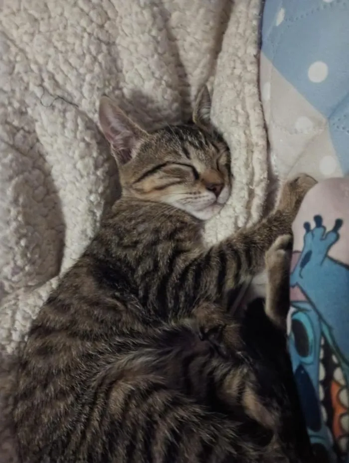 Gato raça SRD-ViraLata idade Abaixo de 2 meses nome Cecilia (Mimi)