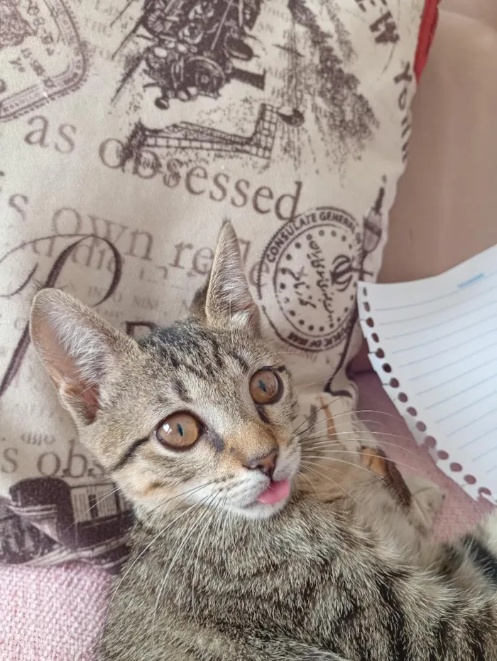 Gato raça SRD-ViraLata idade Abaixo de 2 meses nome Cecilia (Mimi)