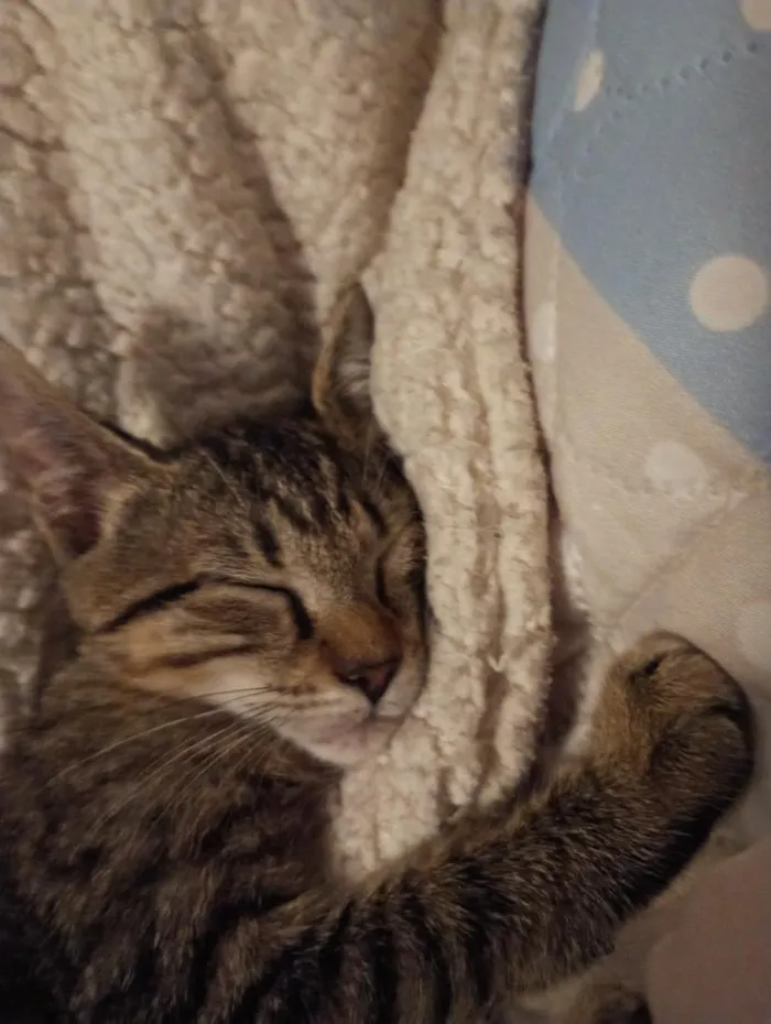 Gato raça SRD-ViraLata idade Abaixo de 2 meses nome Cecilia (Mimi)