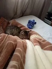 Gato raça SRD-ViraLata idade Abaixo de 2 meses nome Cecilia (Mimi)