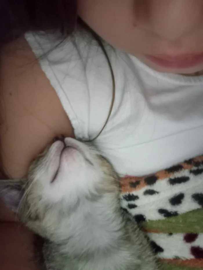 Gato raça SRD-ViraLata idade Abaixo de 2 meses nome Cecilia (Mimi)