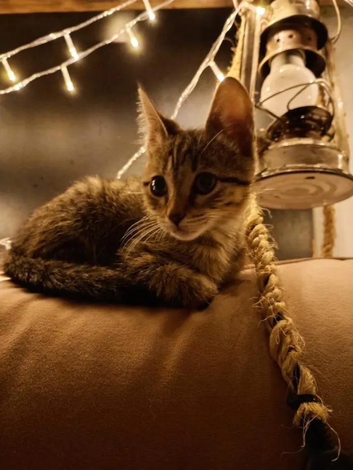 Gato raça SRD-ViraLata idade Abaixo de 2 meses nome Cecilia (Mimi)
