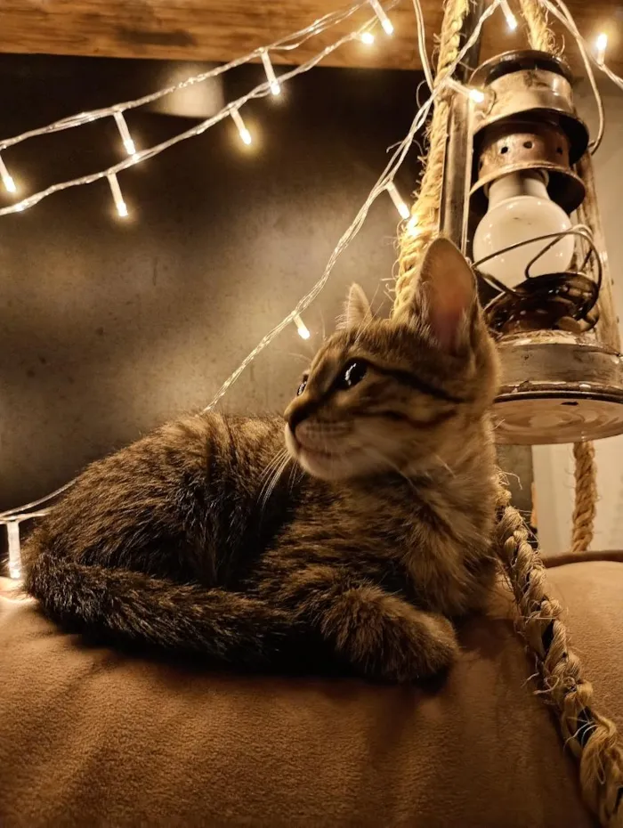Gato raça SRD-ViraLata idade Abaixo de 2 meses nome Cecilia (Mimi)