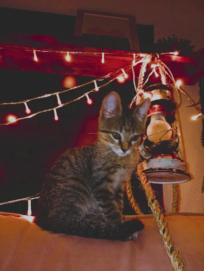 Gato raça SRD-ViraLata idade Abaixo de 2 meses nome Cecilia (Mimi)