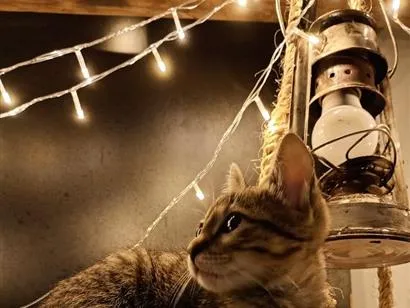Gato raça SRD-ViraLata idade Abaixo de 2 meses nome Cecilia (Mimi)