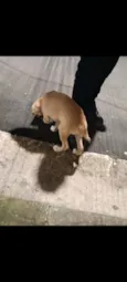 Lupi