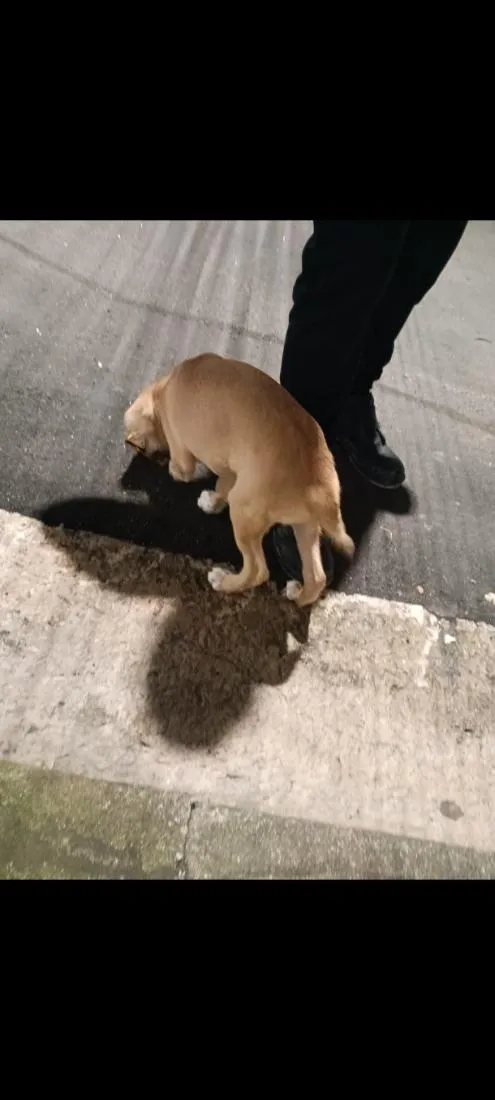 Cachorro raça SRD-ViraLata idade Abaixo de 2 meses nome Lupi