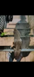 Lupi