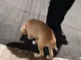 Lupi