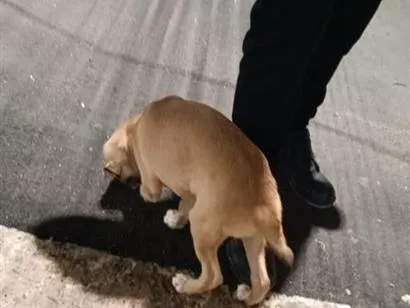 Cachorro raça SRD-ViraLata idade Abaixo de 2 meses nome Lupi