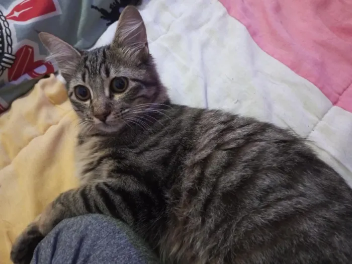Gato raça SRD-ViraLata idade 2 anos nome Totoro