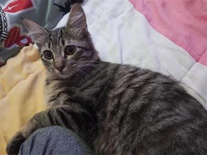 Gato raça SRD-ViraLata idade 2 anos nome Totoro