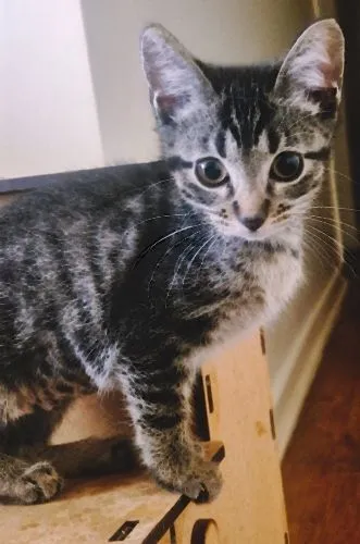 Gato raça SRD-ViraLata idade 2 a 6 meses nome GRUDINHO TIGRADA