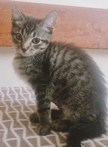 Gato raça SRD-ViraLata idade 2 a 6 meses nome GRUDINHO TIGRADA