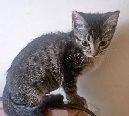 Gato raça SRD-ViraLata idade 2 a 6 meses nome GRUDINHO TIGRADA