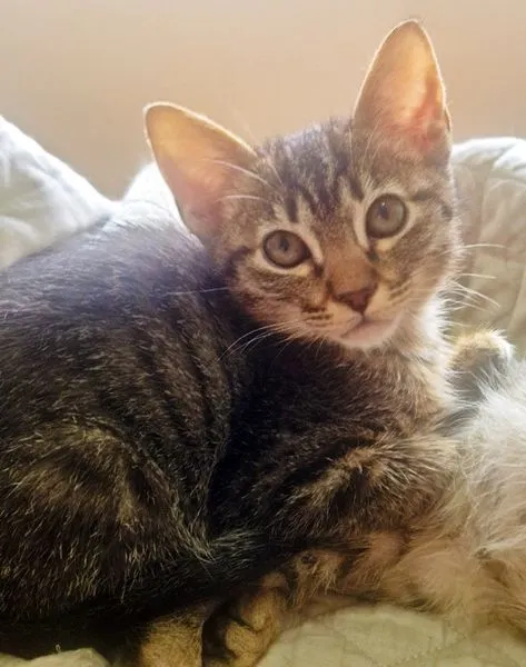 Gato raça SRD-ViraLata idade 2 a 6 meses nome GRUDINHO TIGRADA