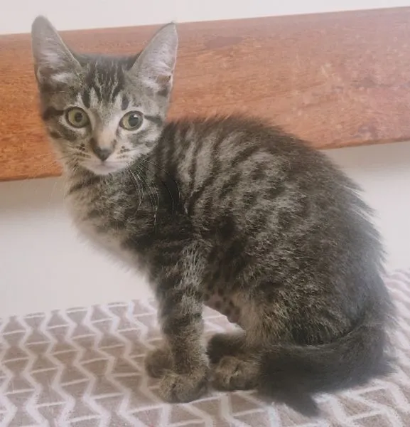 Gato raça SRD-ViraLata idade 2 a 6 meses nome GRUDINHO TIGRADA