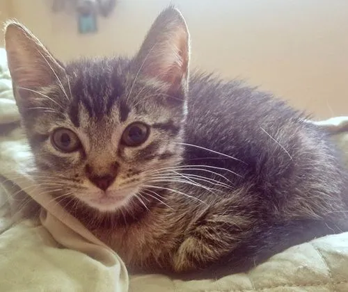 Gato raça SRD-ViraLata idade 2 a 6 meses nome GRUDINHO TIGRADA