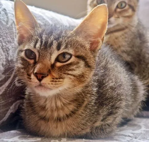 Gato raça SRD-ViraLata idade 2 a 6 meses nome LOLA TIGRADA