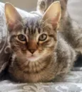 LOLA TIGRADA