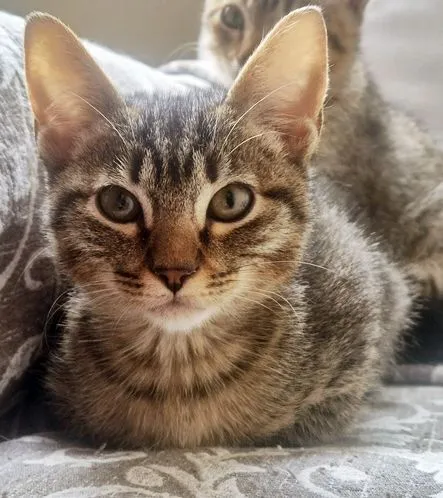 Gato raça SRD-ViraLata idade 2 a 6 meses nome LOLA TIGRADA