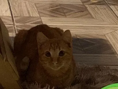 Gato raça SRD-ViraLata idade 7 a 11 meses nome Rock 