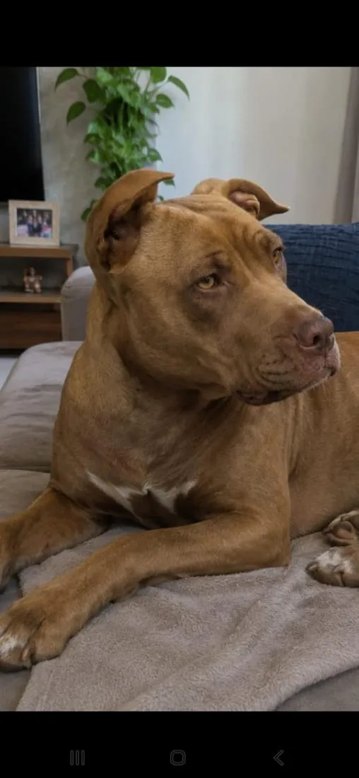 Cachorro raça Pit-Bull idade 1 ano nome Alfa