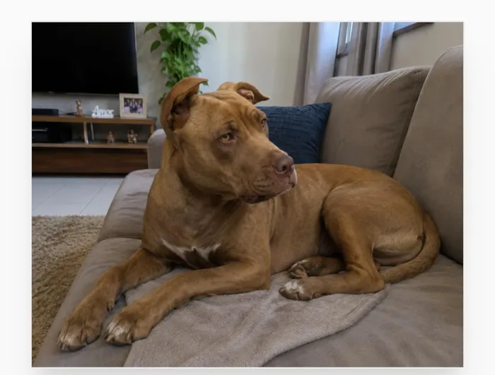 Cachorro raça Pit-Bull idade 1 ano nome Alfa