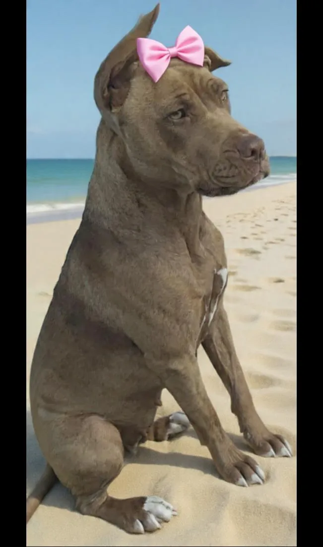Cachorro raça Pit-Bull idade 1 ano nome Alfa
