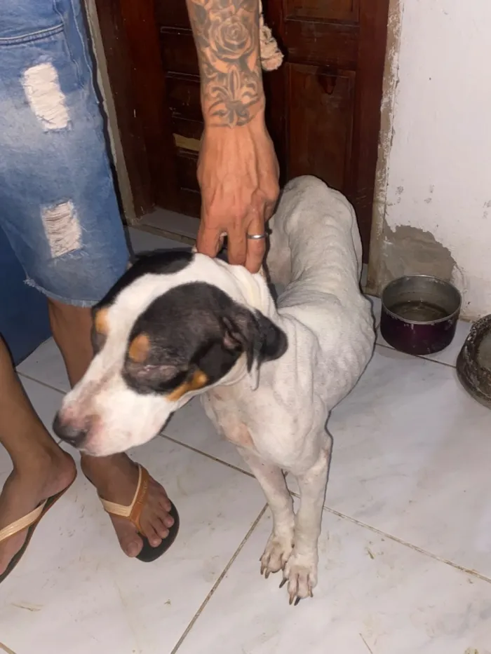 Cachorro raça SRD-ViraLata idade 2 a 6 meses nome Zarah