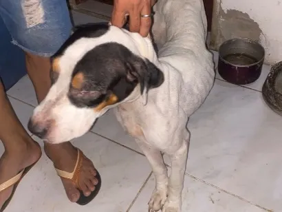 Cachorro raça SRD-ViraLata idade 2 a 6 meses nome Zarah